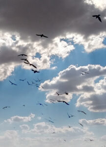 What does Trump’s Presidency Mean for Rojava? | Opinion