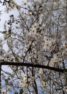 Anarchist Economics in Times of Scarcity | Burn After Reading